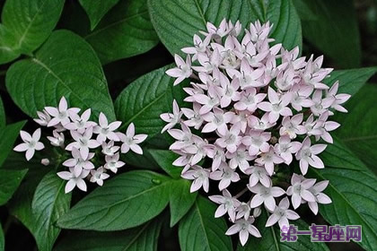 雨伞花的花语你知道吗?