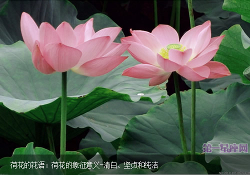 荷花的花语:荷花的象征意义
