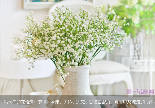 满天星花语及图片大全