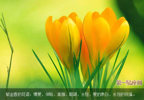 郁金香花语:郁金香代表什么