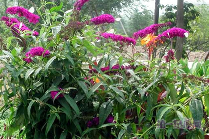 醉鱼草的花语:信仰心