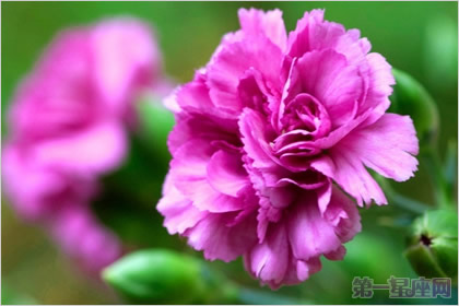 紫色康乃馨代表着什么