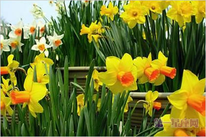 5月11日花语:黄日光兰,生日花语野生