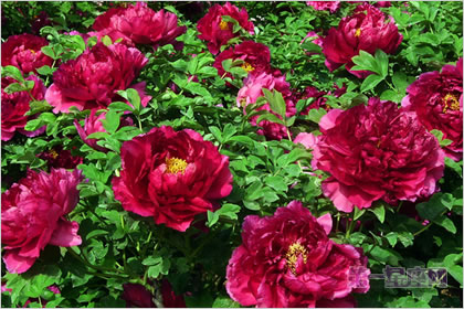 5月10日花语:普通牡丹花,生日花语引导