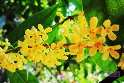 中国十大名花排行榜