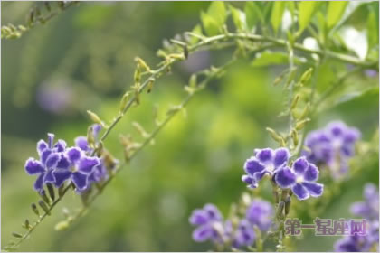 5月21日花语:知更草,生日花语婚姻