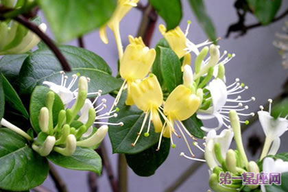 花语传说:金银花的花语与传说来历