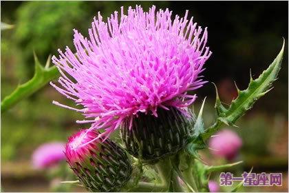 不常见的花与花语:蓟花的花语是什么?