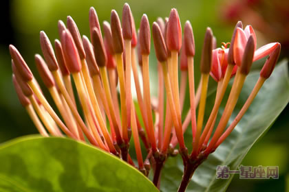 1月13日生日花:西洋红豆杉,生日花语高雅