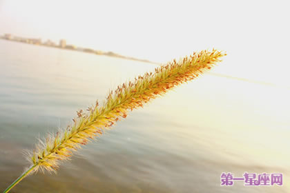 生日花语:猫尾草的花语