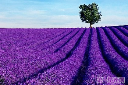 各种花的花语:香水草花语是什么?