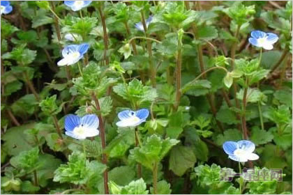 2月18日生日花语:直立婆婆纳,生日花语健全