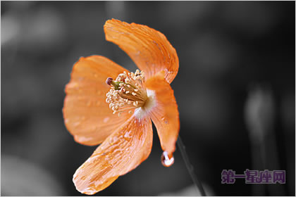 2月24日生日花语:西洋薇,生日花语沉默