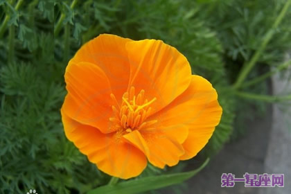 各种花的花语:花菱草的花语