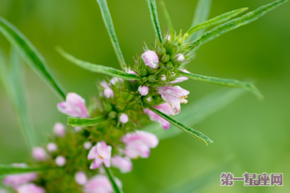 龙芽的花语和象征代表意义:依赖、依靠