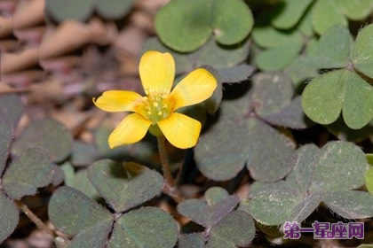 详解:酢浆草的花语是什么?