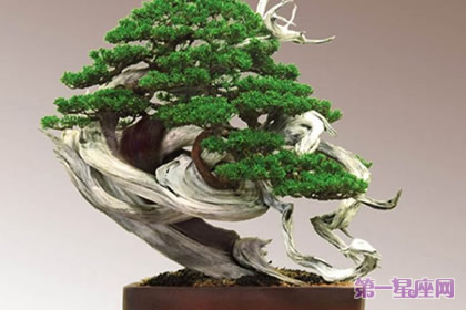 12月13日花语:侧柏,生日花语根源