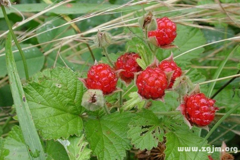 覆盆子的花语