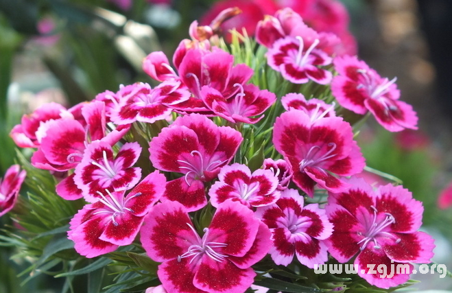 五彩石竹花语