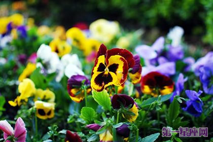 什么花的花语是思念？