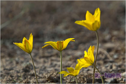 4月16日花语:野生郁金香,生日花语贞操