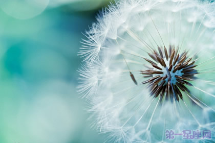 蒲公英花语与传说