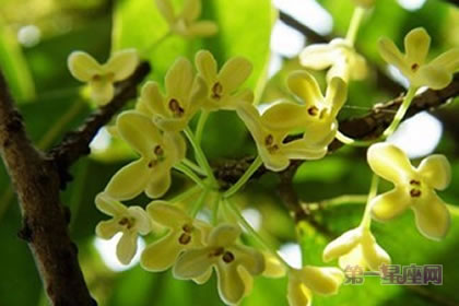 1月31生日花:山谷鸣,生日花语安慰