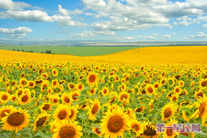 花语大全：向日葵花语是什么？