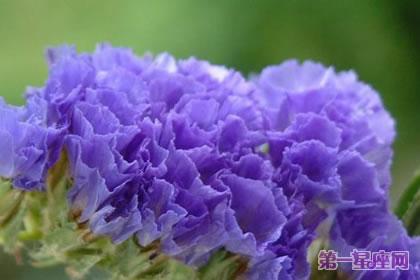 紫色勿忘我花语是什么?