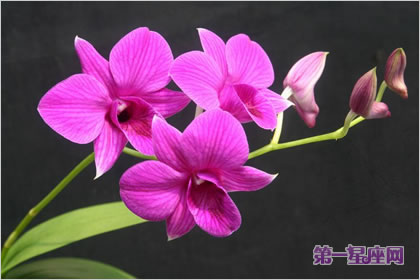 石斛兰花语:人性之美,慈爱专属