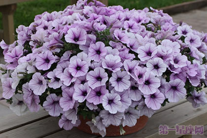 矮牵牛花的花语是什么?