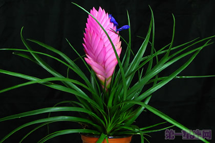 铁兰的花语是什么