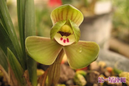 各种花的花语:春兰花花语及寓意