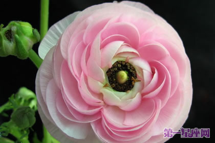 花语传说:花毛茛的花语及传说