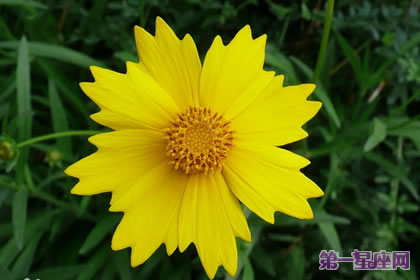 金鸡菊花语:竞争心、上进心