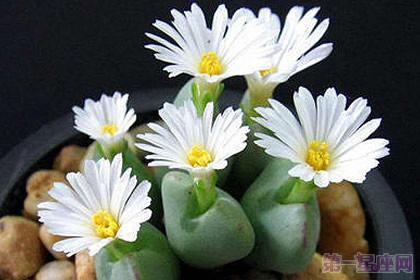 生石花的花语是什么