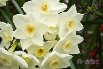 3月7日花语:野生水仙花,生日花语名誉