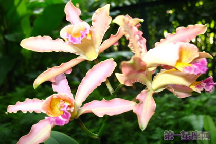 万代兰的花语和象征代表意义