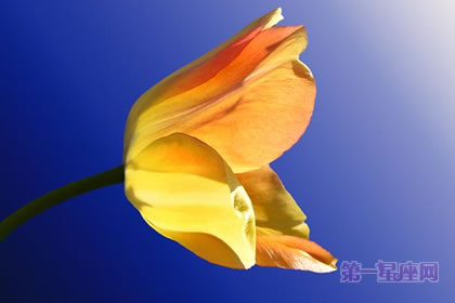 2月14日花:黄番红花,生日花语失恋