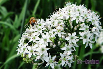 3月1日生日花语:韭菜花,生日花语奉献