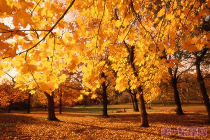 加拿大的国花是什么花?糖槭树花