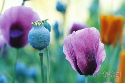 6月20日花语:长荚罂粟,生日花语休息