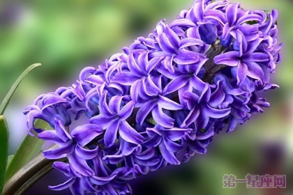 什么花代表幸福?