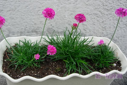 海石竹的花:体谅、贴心