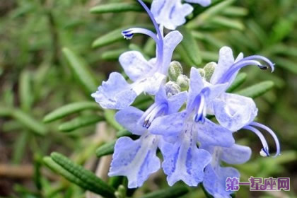 花语大全:秋天花的花语