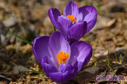 9月10日花语:秋藏红花,生日花语保护