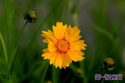 花语:黄矢车菊,生日花语权力