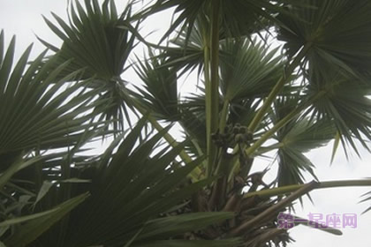 详解:唐棕榈(山棕)的花语