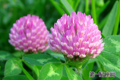 植物花语:红三叶的花语