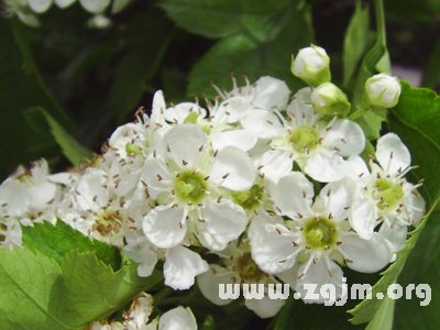 山楂花的花语
